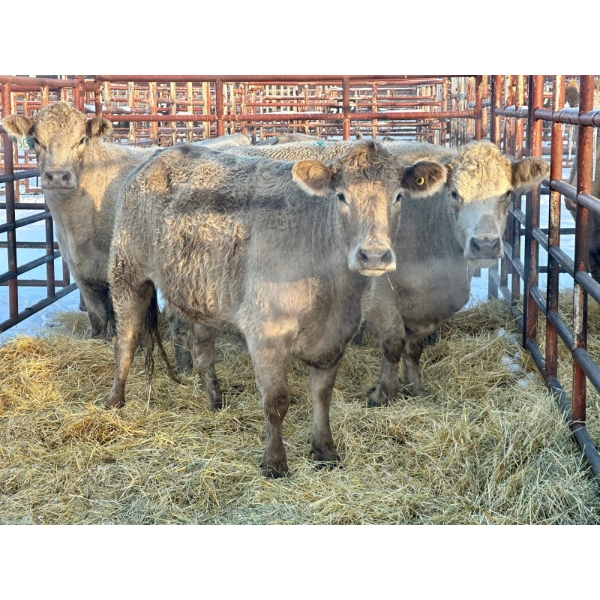 Crooked Creek Ranch - 6 Second Calvers (Pen 417)