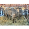 Image 1 : Crooked Creek Ranch - 6 Second Calvers (Pen 417)