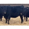 Image 5 : Echo Springs Ranching - 655# February Delivery Heifers - 95 Head (Granum, AB)