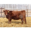 Image 4 : Kelly, Rita & Corey Fitzpatrick - 725# March Delivery Heifers - 68 Head (Glen Ewen, SK)