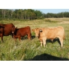 Image 2 : Indian Springs Land & Cattle - 600# October Delivery Steer Calves - 90 Head (Hussar, AB)
