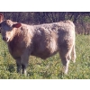 Image 5 : Squaw Valley Ranch - 840# October Delivery Steer Calves - 70 Head (Lumby, BC)