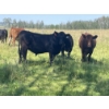 Image 8 : Lone Star Cattle Co. - 1040# September Delivery Grass Steers - 530 Head (Buck Lake, AB)
