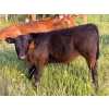 Image 4 : Hockridge Farms Ltd. - 675# December Delivery Steer Calves - 180 Head (Dauphin, MB) VBP+