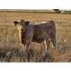 Image 10 : Bruce & Derek Christensen - 720# November Delivery Steer Calves - 80 Head (Rainier, AB)
