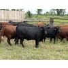 Image 2 : Wynnton Brandt - 950# July Delivery Heifers - 65 Head (Tolstoi, MB)