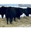 Image 15 : Bruce & Heather Clayton - 600# December Delivery Steer Calves - 100 Head (Strathmore, AB)