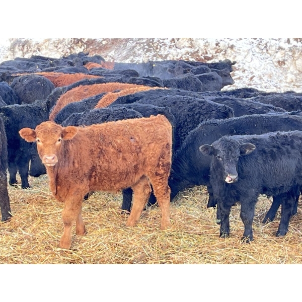 Maverick Livestock - 610# April Delivery Heifers - 190 Head (Hines Creek, AB)