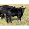 Image 5 : Calberta Farms/McMillin Ranching - 540# November Delivery Heifer Calves - 85 Head (Hanna, AB)