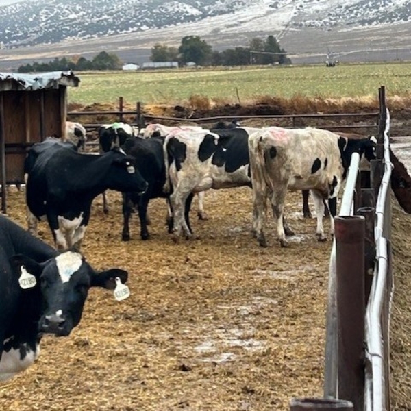 Idaho Dairies/Ranches - 40 Mixed (Burley, ID)