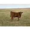 Image 14 : Evans Family (Gary, Carla & Keith) - 630# November Delivery Steer Calves - 95 Head (Bassano, AB)