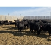 Image 4 : 9 Bar Ranch - 800# February Delivery Heifers - 63 Head (Taber, AB) VBP+