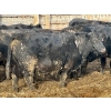 Image 9 : M & H Ranch & Feedlot - 1525# Cows - 39 Head (Pincher Creek, AB)