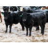 Image 3 : Bill Devos - 725# February Delivery Steers - 80 Head (Fork River, MB)