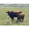 Image 5 : L & J Murray Ranches - 580# October Delivery Steer Calves - 90 Head (Picture Butte, AB)