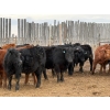 Image 3 : Pedersen Farms - 900# March Delivery Steers - 65 Head (Scandia, AB)
