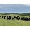 Image 2 : DJC Ranch - 1100# October Delivery Grass Steers - 900 Head (Meadow Lake, SK)
