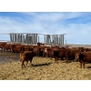 Image 3 : Hillcrest Farming Co. - 690# March Delivery Steers - 90 Head (Dundurn, SK)