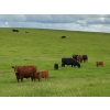 Image 7 : Sherness Farms - 560# October Delivery Steer Calves - 30 Head (Sheerness, AB)