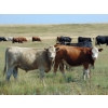 Image 3 : Riverbend Ranch - 910# September Delivery Grass Steers - 184 Head (Brooks, AB)