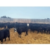 Image 5 : Kyler Unruh - 725# March Delivery Heifers - 85 Head (Dewberry, AB)