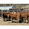 Image 6 : Alta Bar Ranch - 600# May Delivery Heifers - 50 Head (Rimbey, AB)