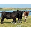 Image 6 : Kings Corner Farms - 860# August Delivery Grass Steers - 142 Head (Corning, SK)