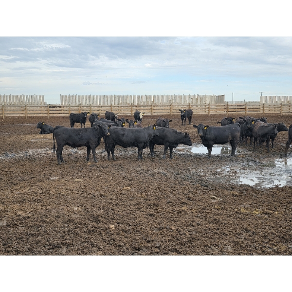 Ripple Rock Ranch - 730# August Delivery Heifers - 125 Head (Fincastle, AB)