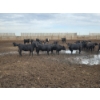 Image 1 : Ripple Rock Ranch - 730# August Delivery Heifers - 125 Head (Fincastle, AB)