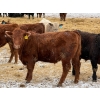 Image 6 : Ugly Head Feeders - 840# April Delivery Steers - 75 Head (Killam, AB)