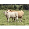 Image 4 : Tanner & Michelle Lawton  - 700# Oct/Nov Delivery Steer Calves - 50 Head (Eckville, AB)