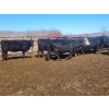 Image 9 : Double X Management - 44 Open Cows/Heiferettes (Langruth, MB)