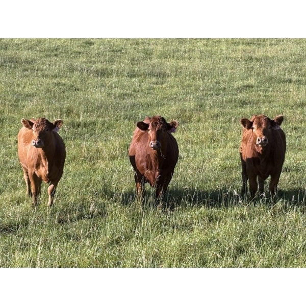 Church Hill Land & Cattle - 15 Red Simm/Angus April/May Calving Bred Heifers (Coderre, SK)