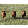 Image 1 : Church Hill Land & Cattle - 15 Red Simm/Angus April/May Calving Bred Heifers (Coderre, SK)