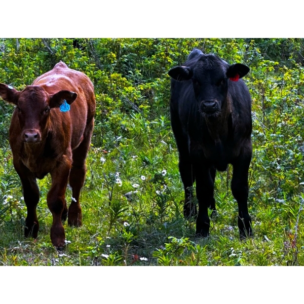 Burkholder Ranch - 525# October Delivery Steer Calves - 110 Head (Burns Lake, BC)