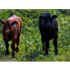Image 1 : Burkholder Ranch - 525# October Delivery Steer Calves - 110 Head (Burns Lake, BC)