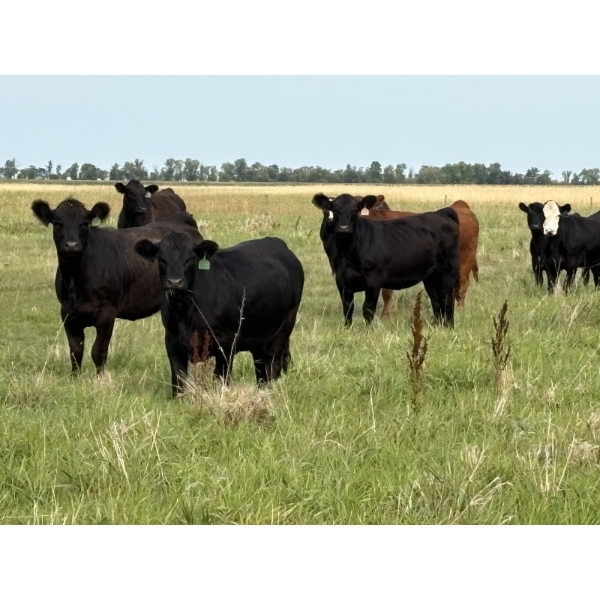 Calvin Reykdal - 885# October Delivery Grass Heifers - 125 Head (Steep Rock, MB) VBP+