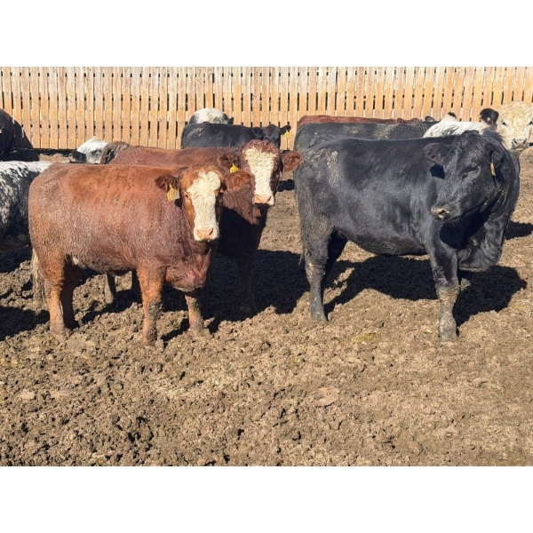 Hegedys Ranching - 1090# October Delivery Heifers - 260 Head (Acme, AB)