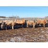 Image 4 : 9 - 9 Ranch Ltd. - 750# February Delivery Steers - 64 Head (Coronation, AB)