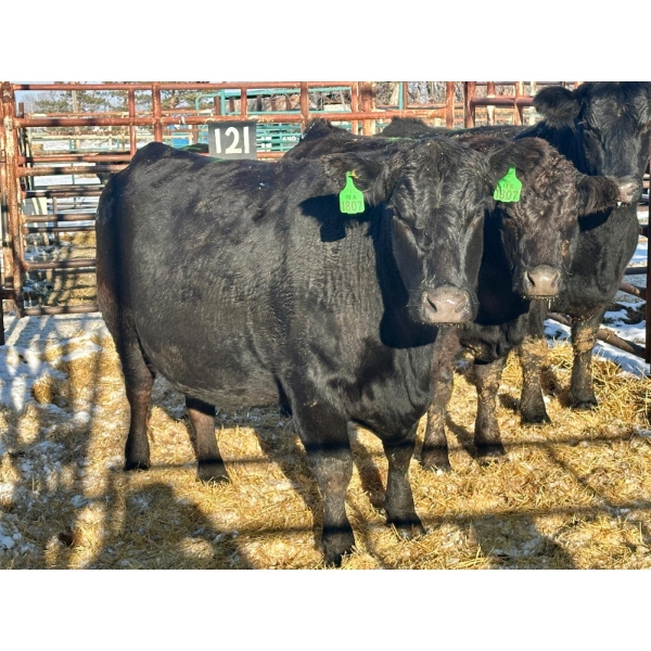 Kunz Farms - 3 Middle-Aged to Older Cows (Pen 121)