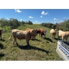 Image 3 : Ian & Heather Marr - 1075# August Delivery Grass Steers - 114 Head (Marwayne, AB)