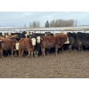 Image 3 : Grant & Hali Taillieu - 675# March Weaned Steers - 440 Head (Drayton Valley, AB)