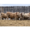 Image 2 : McKenzie Ranch - 820# March Delivery Steers - 73 Head (Delisle, SK)