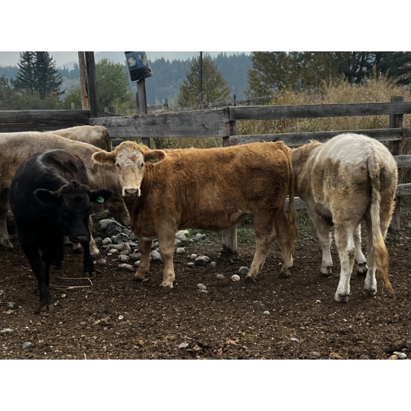 Fridlington Family Farms - 1070# September Delivery Grass Steers - 54 Head (Kersley, BC)