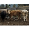 Image 1 : Fridlington Family Farms - 1070# September Delivery Grass Steers - 54 Head (Kersley, BC)