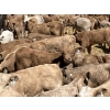 Image 16 : Saddleridge Farming - 640# November Delivery Steers - 100 Head (Rosemary, AB)