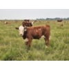 Image 10 : Bruce, Julie & Kyle Musgrove - 560# November Delivery Steer Calves - 90 Head (Patricia, AB)