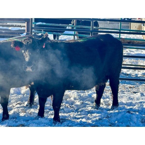 Resch Ranch - 3 Middle-Aged Cows (Pen 503) *Later Bred*