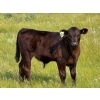 Image 2 : Richard Beekman - 575# November Delivery Steer Calves - 30 Head (Strathmore, AB)