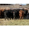 Image 1 : Reid Ranching Cremona - 690# January Delivery Steers - 90 Head (Cremona, AB)